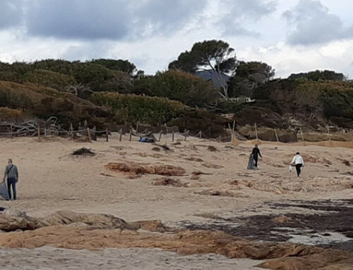 Strandmüll sammeln an der Cala Agulla